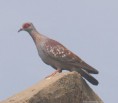 /album/photogallery/specled-pigeon-lamin-gambia-jpg/